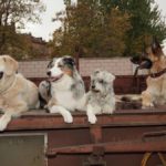 los 4 magnificos