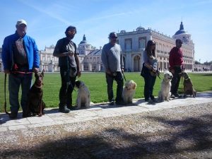 Adiestramiento Canino en Aranjuez