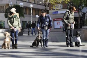 Adiestramiento Canino en Aranjuez