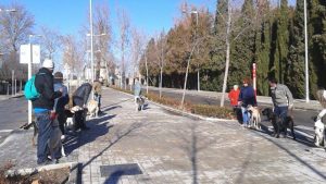 Adiestramiento Canino en Aranjuez