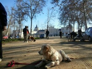 Adiestramiento aranjuez