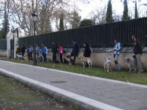 Adiestramiento Canino en Aranjuez