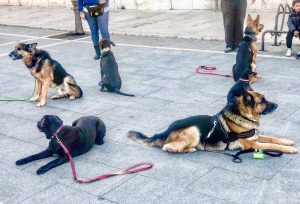 Adiestramiento Canino en Aranjuez