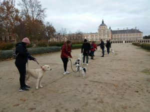 Adiestramiento Canino en Aranjuez