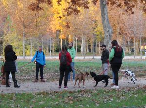 Adiestramiento aranjuez