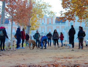 Adiestramiento Canino en Aranjuez