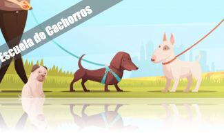 escueladecachorros escueladecachorros